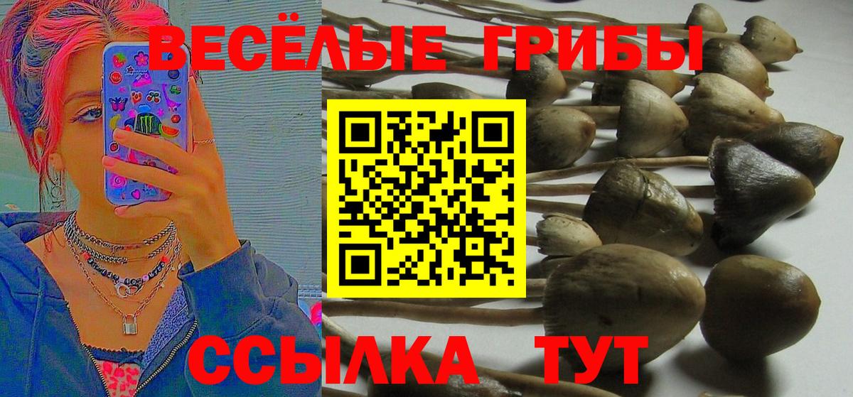Галлюциногенные грибы Cubensis  Вход с VPN  Алатырь 